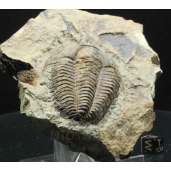 Trilobites Termierella s.p.