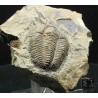 Trilobites Termierella s.p.