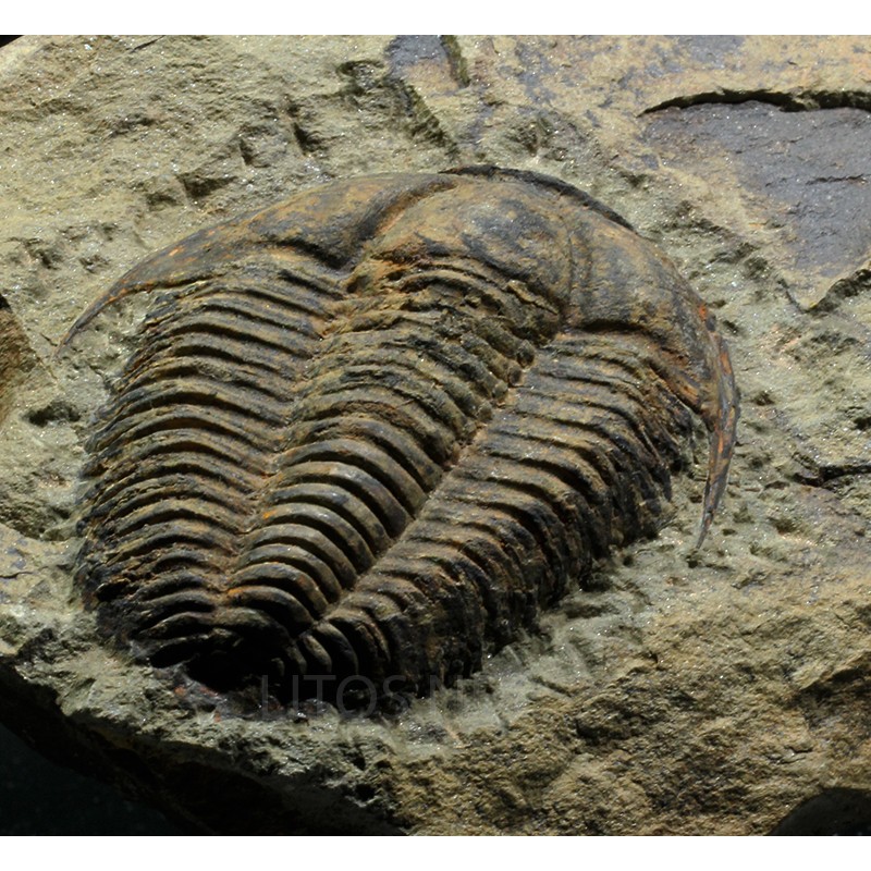 Trilobites Termierella s.p. Trilobites Termierella s.p.