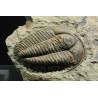 Trilobites Termierella s.p.