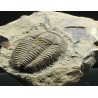 Trilobites Termierella s.p.