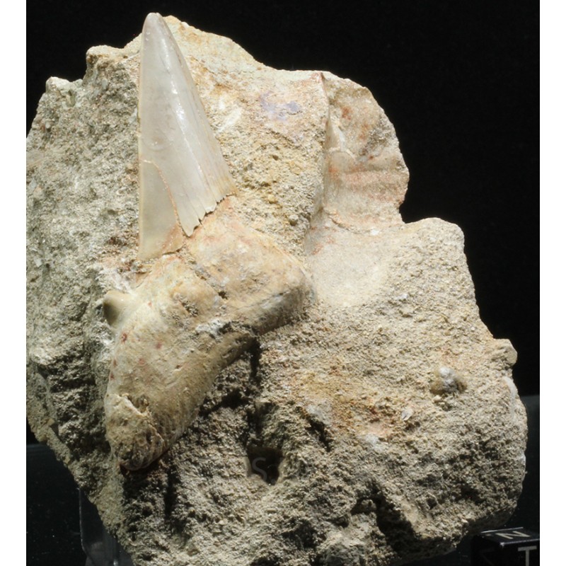 Tiburon Fósil otodus obliquus