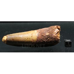 Spinosaurus aegyptiacus diente fosil
