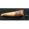 Spinosaurus aegyptiacus diente fosil