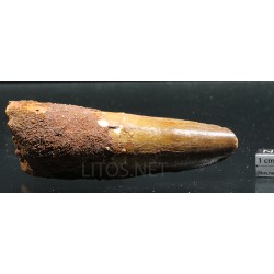 Spinosaurus aegyptiacus diente fosil
