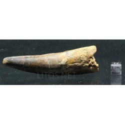 Spinosaurus aegyptiacus diente fosil