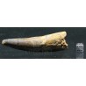 Spinosaurus aegyptiacus diente fosil