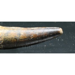 Spinosaurus aegyptiacus diente fosil