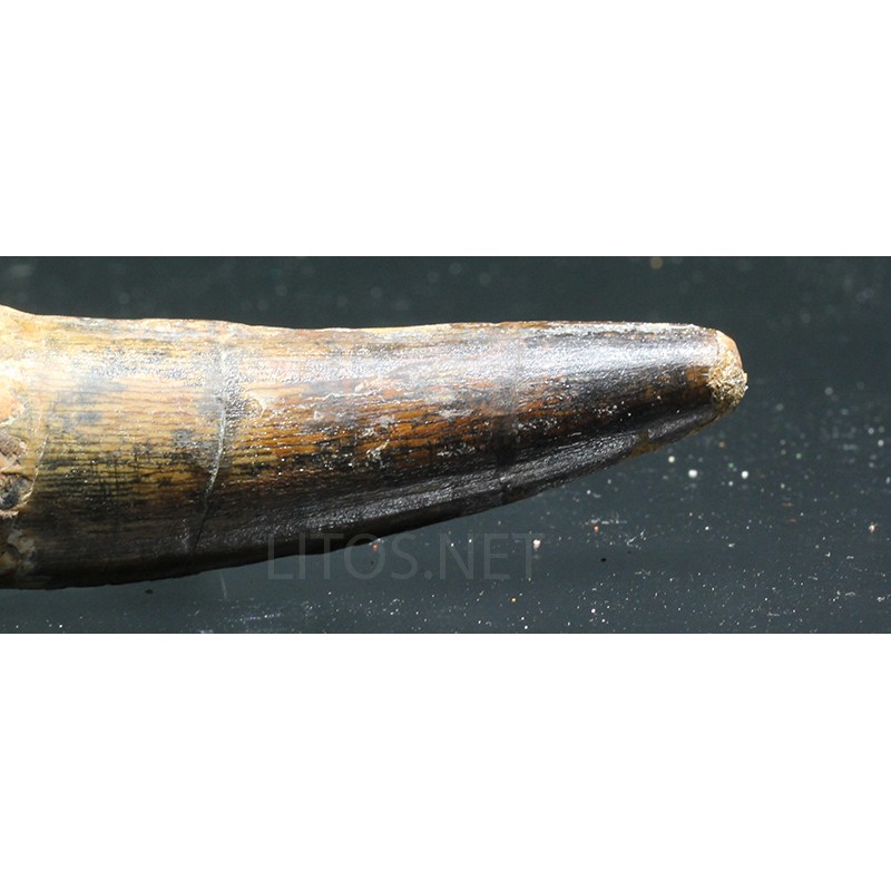 Spinosaurus aegyptiacus diente fosil Spinosaurus aegyptiacus diente fosil