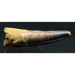 Spinosaurus aegyptiacus diente fosil