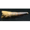 Spinosaurus aegyptiacus diente fosil