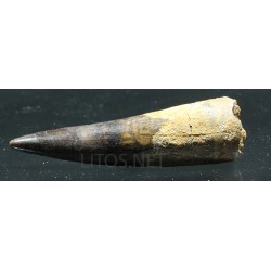 Spinosaurus aegyptiacus diente fosil