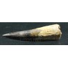 Spinosaurus aegyptiacus diente fosil