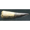 Spinosaurus aegyptiacus diente fosil