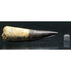 Spinosaurus aegyptiacus diente fosil