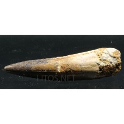 Spinosaurus aegyptiacus diente fosil