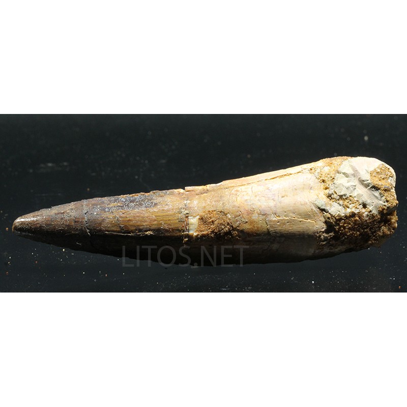 Spinosaurus aegyptiacus diente fosil Spinosaurus aegyptiacus diente fosil