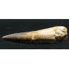Spinosaurus aegyptiacus diente fosil