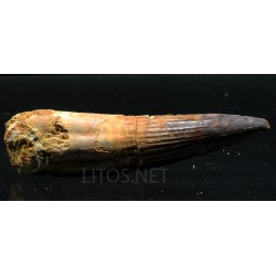Spinosaurus aegyptiacus diente fosil