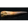 Spinosaurus aegyptiacus diente fosil