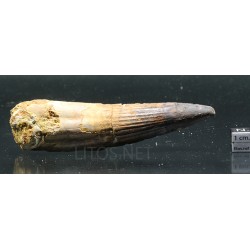 Spinosaurus aegyptiacus diente fosil