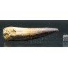 Spinosaurus aegyptiacus diente fosil