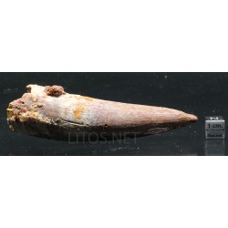 Spinosaurus aegyptiacus diente fosil