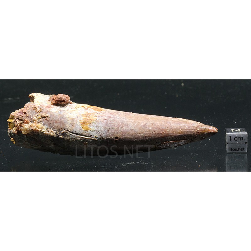 Spinosaurus aegyptiacus diente fosil Spinosaurus aegyptiacus diente fosil