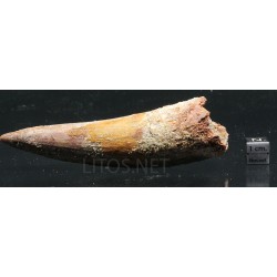 Spinosaurus aegyptiacus diente fosil
