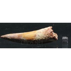Spinosaurus aegyptiacus diente fosil