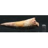Spinosaurus aegyptiacus diente fosil