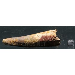 Spinosaurus aegyptiacus diente fosil