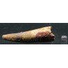 Spinosaurus aegyptiacus diente fosil