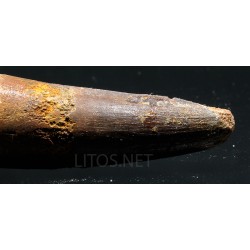 Spinosaurus aegyptiacus diente fosil