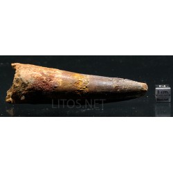 Spinosaurus aegyptiacus diente fosil