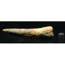 Spinosaurus aegyptiacus diente fosil