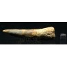 Spinosaurus aegyptiacus diente fosil