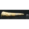 Spinosaurus aegyptiacus diente fosil
