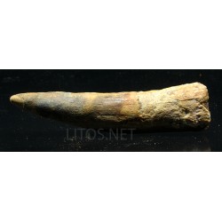 Spinosaurus aegyptiacus diente fosil