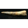 Spinosaurus aegyptiacus diente fosil