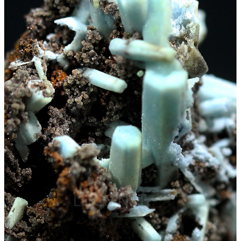 Plumbogummita Plumbogummita