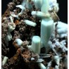 Plumbogummita
