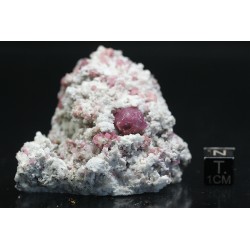 Grosularia rosa