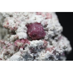 Grosularia rosa