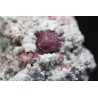 Grosularia rosa