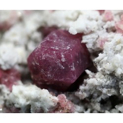 Grosularia rosa