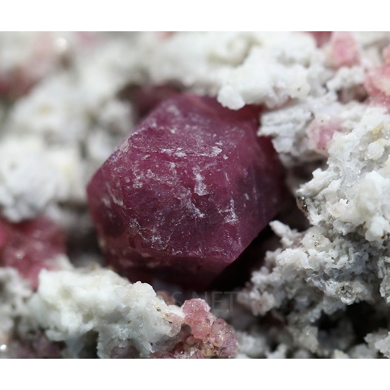 Grosularia rosa Grosularia rosa