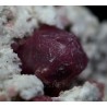 Grosularia rosa