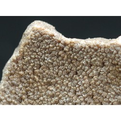 Cáscara de huevo de dinosaurio