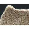 Cáscara de huevo de dinosaurio